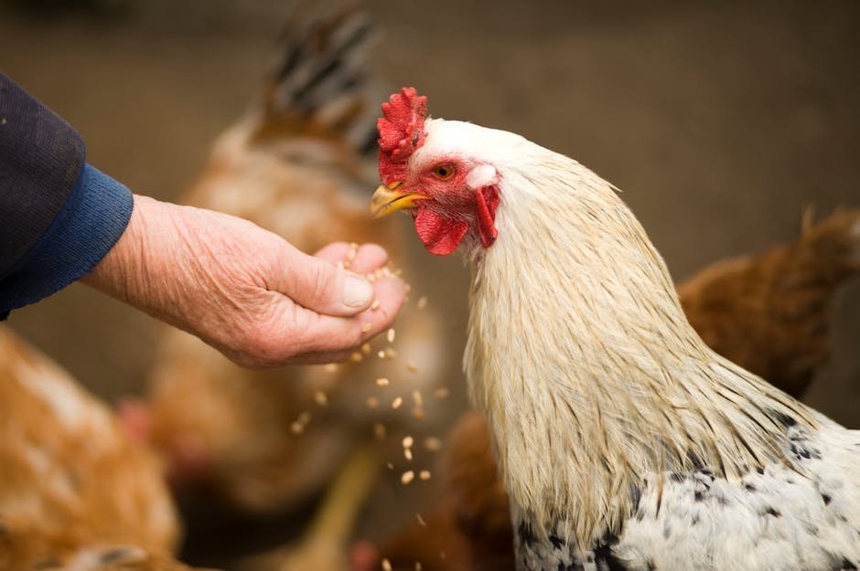 Close-up of a rooster eating grains from a person's hand in a rural farm setting.